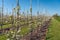 Long rows with flowering pear trees