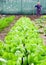 Long rows of green loose leaf lettuce