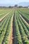 Long Rows of Mustard Greens