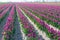 Long rows with pink flowering tulip bulbs