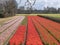 Long rows of pink and red tulips with a field of yellow daffodils in the background