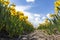 Long rows of sunlit yellow wild daffodils under an exciting cloudy sky