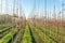 Long rows in a tree nursery