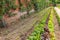 Long rows of vegetables growing in a garden with espalier fruit trees.