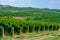 Long rows of vineyards on the Taman Peninsula. Krasnodar region