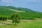 Long rows of vineyards on the Taman Peninsula. Krasnodar region