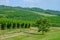 Long rows of vineyards on the Taman Peninsula. Krasnodar region
