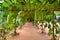 Long sand pathway in green vine tunnel