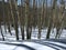 Long Shadows In Aspen Wood