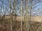 Long shadows from avenue deciduous trees at springtime in Bavaria