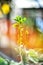 Long shaggy green cactus on a blurry background