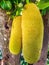 Long-shape jack fruits hanging on the tree