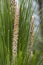 Long shaped pine flower