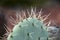 Long sharp thorns of a Opuntia Robusta cactus paddle