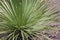 Long, sharp, thorny leaves of a green desert spoon, dasylirion acrotrichum