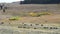 long shot of a bison herd walking past aspen in lamar valley of yellowstone