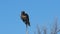 Long shot of a black breasted buzzard in a tree