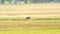 Long shot of a dark colored wolf eating a dead elk in yellowstone