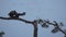 Long shot of Flock of Black Vultures Coragyps atratus fighting for food over tree