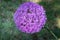 Long shot of a flower umbel of a ornamental onion in bloom.