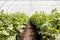 Long shot greenhouse plant rows. High quality and resolution beautiful photo concept