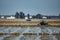 Long shot of many tractors harvesting rice fields with crowd of birds