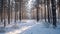 long shot of pine forest on winter season