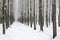 Long shot of a snowy alley between trees in the woods during winter