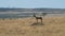 Long shot of a topi on a termite mound in masai mara