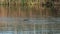 Long shot of a wild platypus swimming in a river in Tasmania