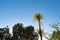 Long slender leaves of New Zealand cabbage tree against blue morning sky catching rising sun an track to summit of Mount Maunganui