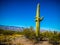 A long slender Saguaro Cactus in Saguaro National Park, Arizona