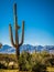 A long slender Saguaro Cactus in Saguaro National Park, Arizona