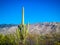 A long slender Saguaro Cactus in Saguaro National Park, Arizona