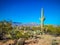 A long slender Saguaro Cactus in Saguaro National Park, Arizona