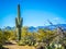 A long slender Saguaro Cactus in Saguaro National Park, Arizona