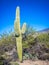 A long slender Saguaro Cactus in Saguaro National Park, Arizona