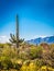 A long slender Saguaro Cactus in Saguaro National Park, Arizona