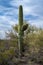 A long slender Saguaro Cactus in Saguaro National Park, Arizona