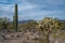 A long slender Saguaro Cactus in Saguaro National Park, Arizona