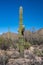 A long slender Saguaro Cactus in Saguaro National Park, Arizona