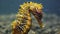 Long-snouted seahorse Hippocampus hippocampuson the seabed in the Black Sea, Ukraine