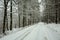 Long snow-covered road through beauty mystical forest