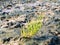 Long spiked glasswort, Salicornia procumbens, growing on salt ma