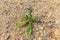 Long-spiked thistle or multi-leafed thistle, Carduus acanthoides