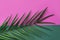 Long spiky palm leaf on duotone purple green background. Trendy style vibrant colors. Summer vacation travel tropical beach party