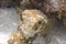 Long-Spine Porcupinefish on Coral Reef