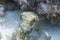 Long-Spine Porcupinefish on Coral Reef