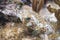 Long-Spine Porcupinefish on Coral Reef