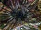 Long-spined Sea Urchin Diadema setosum